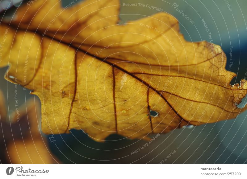 The Last Umwelt Natur Pflanze Herbst schlechtes Wetter Baum Blatt Grünpflanze Wildpflanze alt trocken Wärme blau mehrfarbig gelb gold Farbfoto Außenaufnahme