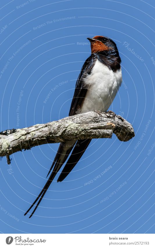 Rauchschwalbe Umwelt Natur Tier Erde Wildtier Vogel Schwalben 1 Ferien & Urlaub & Reisen elegant frei natürlich wild Willensstärke Tierliebe Umweltschutz