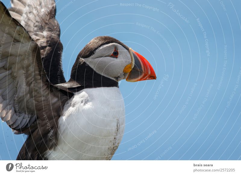 Papageientaucher Biologie Ornithologie Biologe Umwelt Natur Tier Erde Küste Schottland Wildtier Vogel Tiergesicht Flügel Papageitaucher 1 fliegen frei wild blau