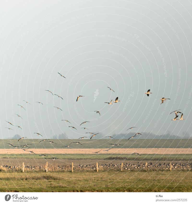 Frohes Fest Dithmarschen Schleswig-Holstein Deich Wildtier Vogel Wildgans Schwarm fliegen Fressen wandern frei Glück wild blau gelb grün Farbfoto Außenaufnahme