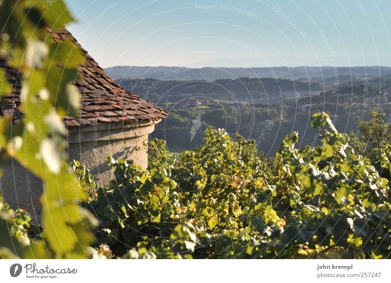 Dahoam Umwelt Wolkenloser Himmel Horizont Pflanze Blatt Weinberg Weinbau Wald Hügel Alpen Graz Bundesland Steiermark Riegersburg Turm Bauwerk Mauer Wand Dach