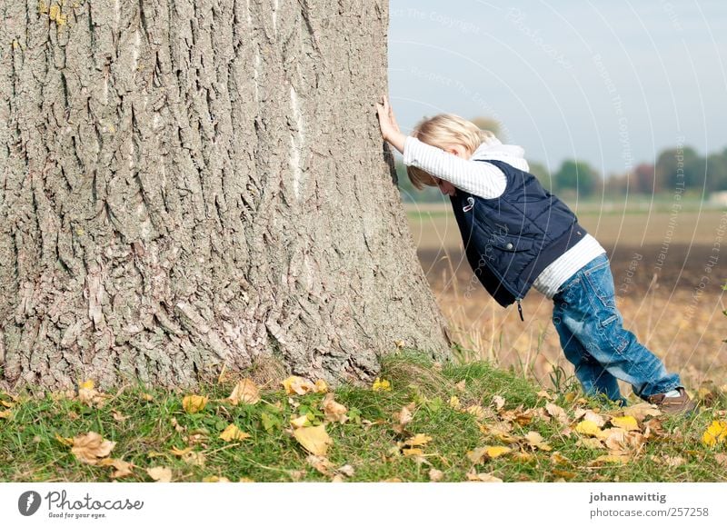 ganz schön schwer. Spielen Kind Mensch maskulin Kleinkind Junge Kindheit 1 1-3 Jahre Natur Herbst Schönes Wetter Baum blond Fröhlichkeit klein Kraft Stress