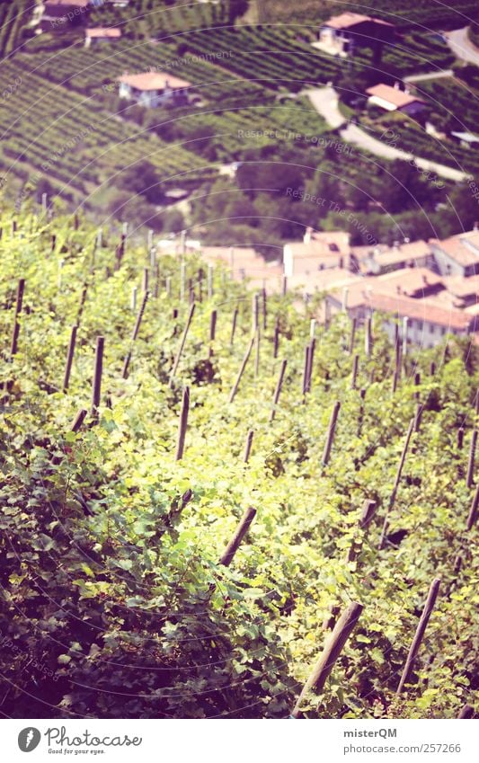 Traubenblut. Kunst ästhetisch Wein Weinberg Weintrauben Weinlese Weinbau Weingut Italien Dorf Bergdorf Einsamkeit Landwirtschaft Berghang Tradition Region