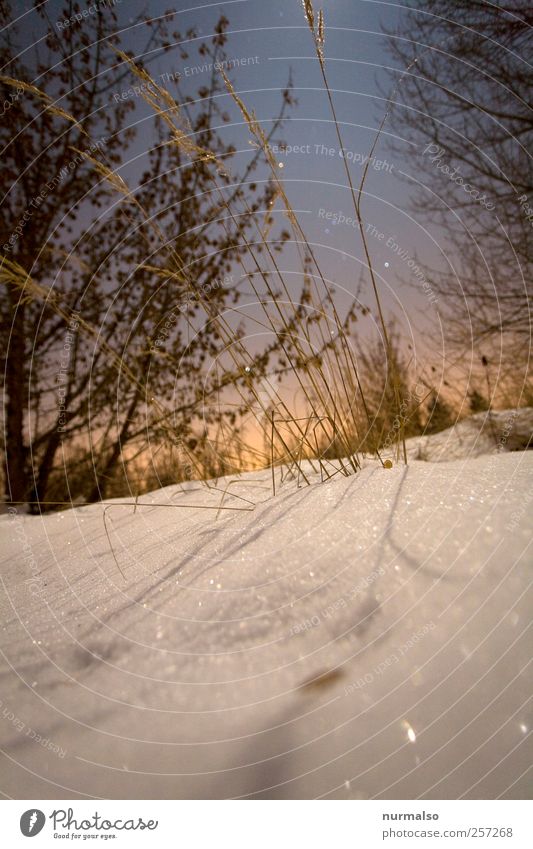 vorbei Stil Freizeit & Hobby Garten Natur Landschaft Nachthimmel Stern Winter Klima Wetter Eis Frost Schnee Sträucher frieren glänzend genießen träumen kalt