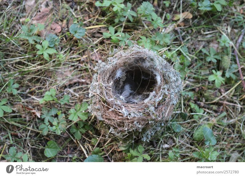 Vogelnest Nest brutzeit leer gefallen Feder Haus Hausbau Einfamilienhaus Mehrfamilienhaus Daunen Ast Zweig Einsamkeit Unbewohnt Grad Celsius Boden Wiese