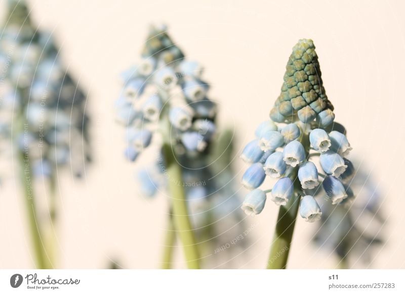 der Frühling kommt bestimmt! Umwelt Natur Pflanze Blume Blüte Wildpflanze Topfpflanze Traubenhyazinthe Garten Park Blühend Duft verblüht dehydrieren Wachstum