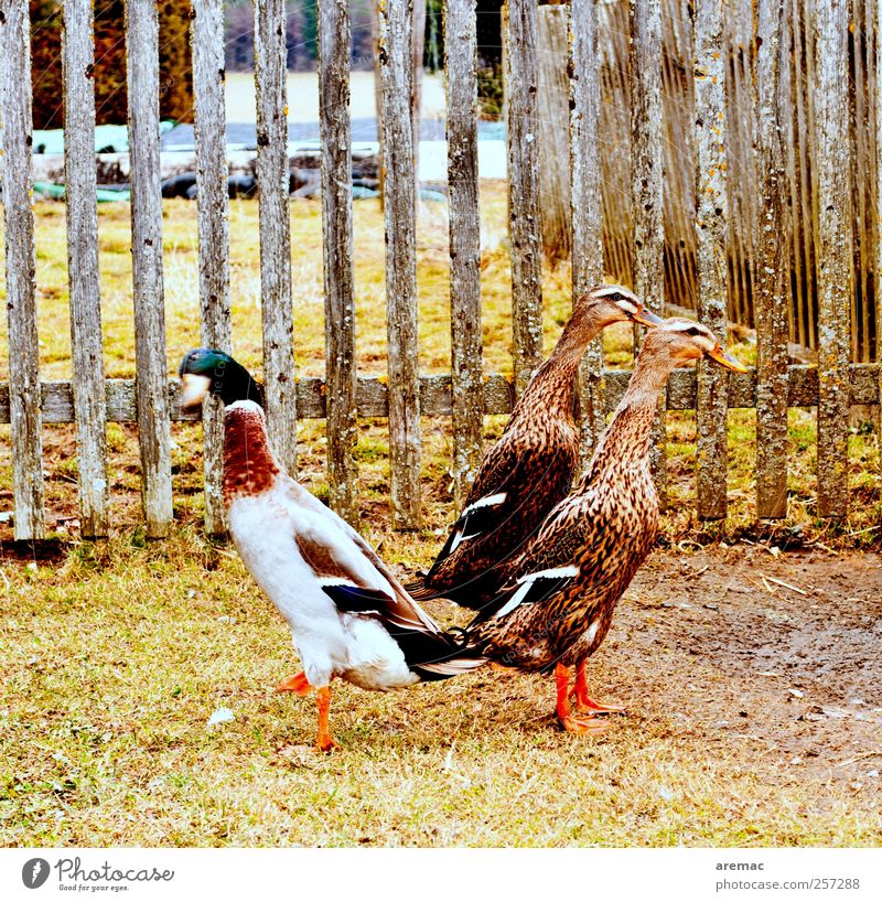 Blöde Weiber Tier Dorf Garten Nutztier Ente 3 gehen Gefühle Liebeskummer Ärger Partnerschaft Zaun gartenzaun Bauernhof Farbfoto Gedeckte Farben Außenaufnahme