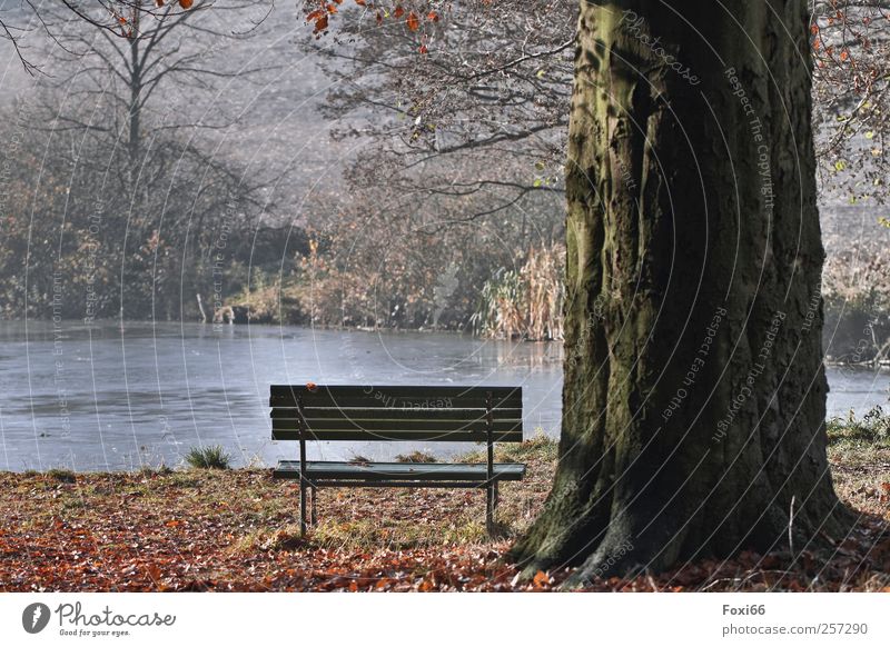 Einsames Plätzchen harmonisch Erholung ruhig Ausflug Natur Wasser Sonne Herbst Schönes Wetter Baum Sträucher Park Teich Menschenleer Parkbank Holz Bewegung