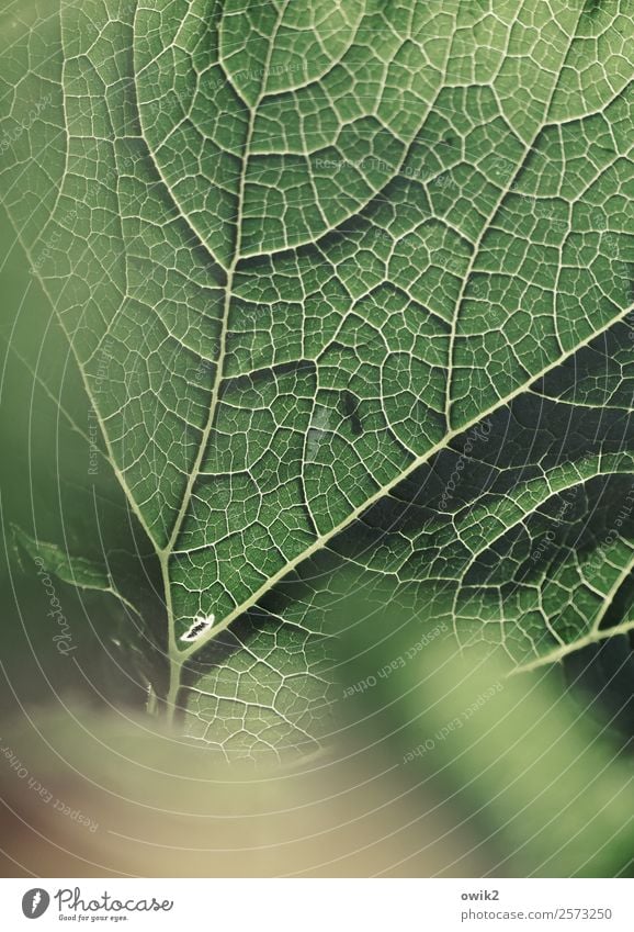 Altes Feinripp Umwelt Natur Pflanze Blatt Zucchini Garten dünn authentisch Gesundheit nah natürlich grün Netzwerk Leben Blattadern netzartig Farbfoto