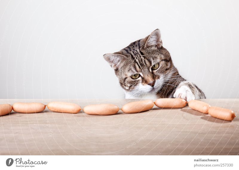 Versuchung Lebensmittel Wurstwaren Ernährung Tier Haustier Katze Fell Krallen Pfote 1 Holz beobachten berühren Blick frech lecker niedlich braun grau Vorfreude