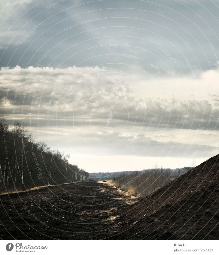 Zwischen Himmel und Erde Umwelt Natur Landschaft Herbst Winter Klima Moor Sumpf dunkel natürlich Gefühle Einsamkeit Birkenwald Torf Torfmoor Himmelmoor