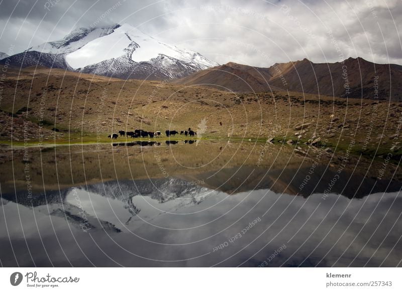 Erstaunliche indische Himalaya-Landschaft im Marhka-Tal Gipfel Umwelt Natur Tier Wasser Gewitterwolken Unwetter Alpen Berge u. Gebirge Schneebedeckte Gipfel