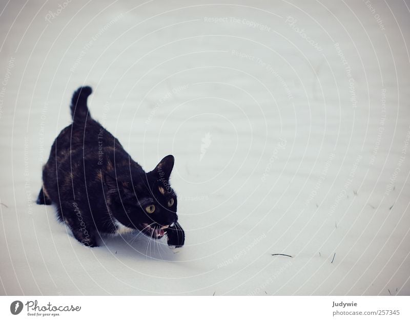 Wer holt mich hier weg?! Umwelt Natur Eis Frost Schnee Schneefall Tier Haustier Katze Tiergesicht Pfote Fährte frieren gehen schreien kalt schwarz weiß Gefühle