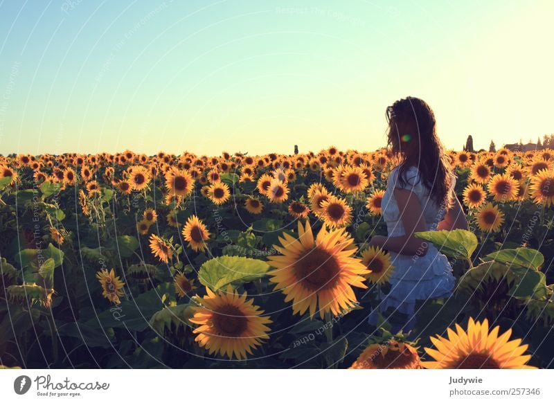 Sommer pur Glück schön harmonisch Wohlgefühl Erholung ruhig Ferien & Urlaub & Reisen Freiheit Sommerurlaub Sonne Mensch feminin Junge Frau Jugendliche Körper