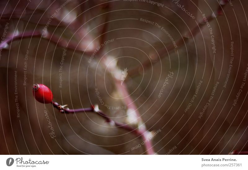 . Umwelt Herbst schlechtes Wetter Sträucher Ast Zweig Zweige u. Äste Hagebutten Hundsrose Dorn braun Traurigkeit Farbfoto Gedeckte Farben Außenaufnahme