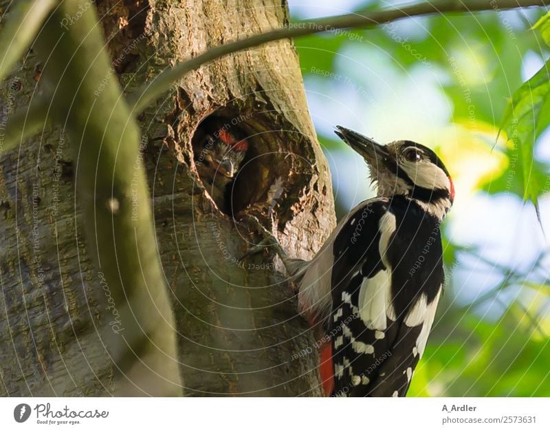 Specht im Baum Natur Pflanze Tier Sommer Garten Park Wald Wildtier Vogel 1 füttern braun mehrfarbig gelb grün schwarz Eiche Buntspecht Loch Farbfoto