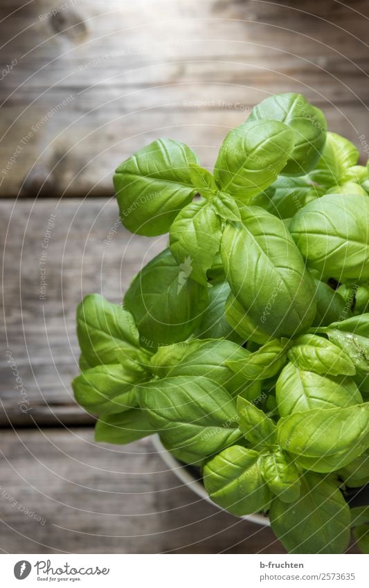 Basilikum im Topf Lebensmittel Kräuter & Gewürze Bioprodukte Vegetarische Ernährung Gesunde Ernährung Nutzpflanze Garten Holz Essen frisch Gesundheit natürlich