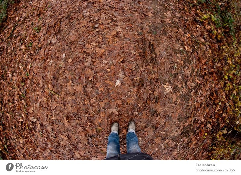 Spaziergang Mensch Beine Fuß 1 Natur Erde Herbst Wetter schlechtes Wetter Hose Mantel Stiefel Erholung gehen braun rot Blatt Fischauge Farbfoto Außenaufnahme