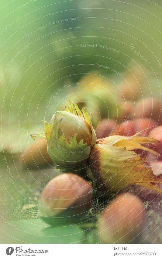 Haselnüsse Natur Pflanze Herbst Schönes Wetter Baum Haselnuss Garten Park Wald blau mehrfarbig gelb grau grün schwarz Ernte herbstlich Aquarell Vorrat lecker