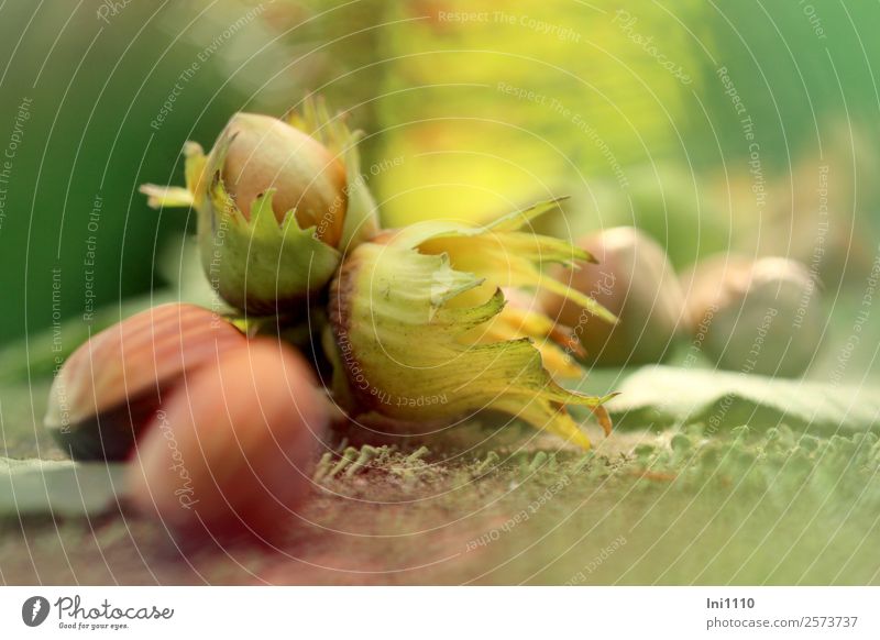 Haselnüsse Natur Pflanze Herbst Schönes Wetter Garten Park Feld Wald braun gelb grau grün rot schwarz weiß Nuss Vorrat Herbstfärbung Herbstbeginn herbstlich