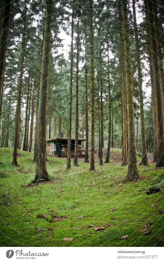 Wald vs. Beton feat. Graffiti Natur Pflanze Baum Gras Moos Haus Hütte Holz grün Brennholz Blatt Moosteppich Farbfoto Außenaufnahme Menschenleer Tag