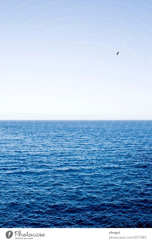 Blue ocean with bird Umwelt Landschaft Luft Wasser Erde Himmel Wolkenloser Himmel Horizont Sommer Schönes Wetter Wellen Küste Seeufer Meer atmen Erholung