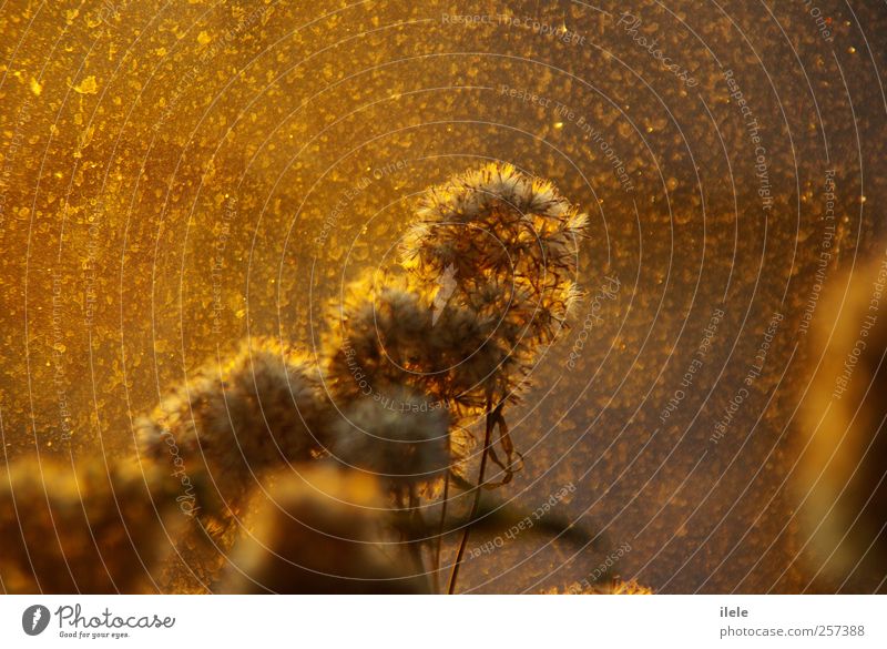 jedem anfang... Stil Design Glück Duft Sommer Sonne Natur Sonnenaufgang Sonnenuntergang Herbst Wetter Schönes Wetter Sträucher Blüte alt atmen Blühend Erholung