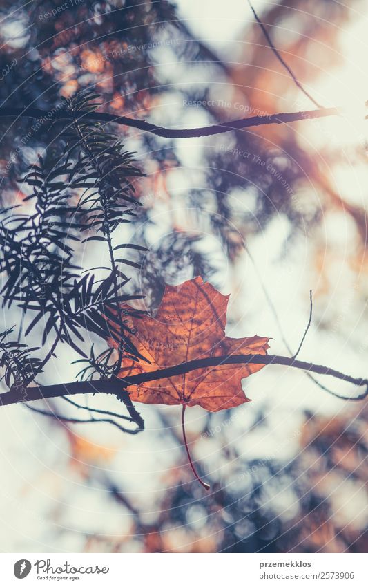 Herbstsaison, trockene gelbe und orangefarbene Blätter, die sich in Ästen verfangen. Umwelt Natur Pflanze Baum Blatt Grünpflanze Park Wald hell natürlich braun