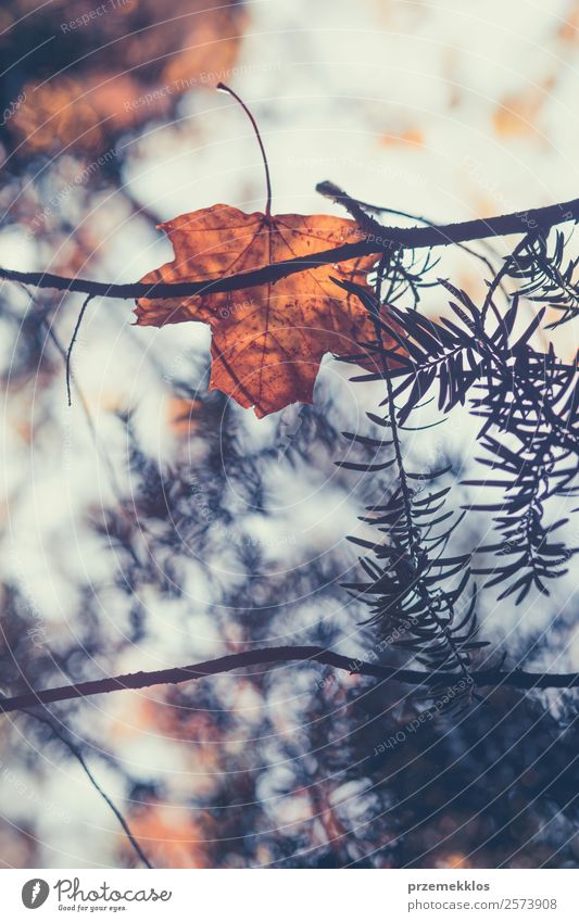 Herbstsaison, trockene gelbe und orangefarbene Blätter, die sich in Ästen verfangen. Umwelt Natur Pflanze Baum Blatt Grünpflanze Park Wald hell natürlich braun