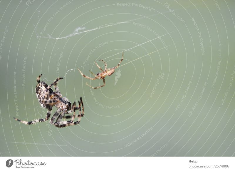 Brautwerbung der Kreuzspinne Umwelt Natur Tier Herbst Schönes Wetter Park Wildtier Spinne 2 Tierpaar hängen authentisch außergewöhnlich Zusammensein einzigartig