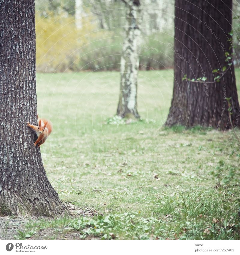 Haltestelle Umwelt Natur Tier Urelemente Herbst Park Wiese Fell Wildtier Tiergesicht 1 hängen klein lustig Neugier niedlich schön braun grün rot Interesse