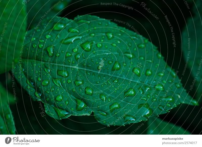 Regentropfen Blatt Garten Natur Pflanze Tier Wasser Wassertropfen Sommer Klima Baum Grünpflanze Nutzpflanze Park Blühend verblüht dehydrieren Wachstum trist