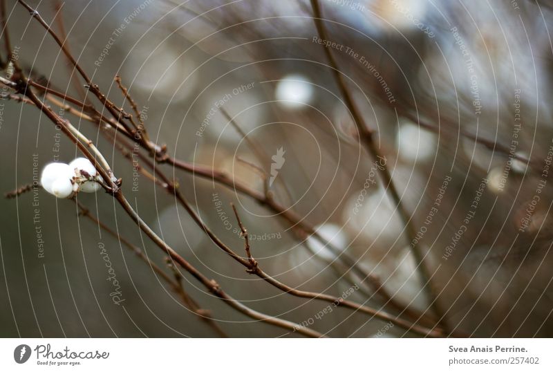 ... Umwelt Natur schlechtes Wetter Sträucher Ast Zweige u. Äste kalt braun Farbfoto Gedeckte Farben Menschenleer Schwache Tiefenschärfe Zentralperspektive