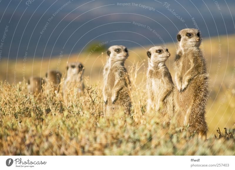 Wachmännchen Safari Expedition Natur Landschaft Pflanze Tier Gras Wildtier Erdmännchen Tiergruppe Rudel Tierfamilie beobachten entdecken Blick Neugier