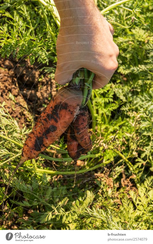 Karottenernte Lebensmittel Gemüse Bioprodukte Vegetarische Ernährung Gesunde Ernährung Garten Gartenarbeit Landwirtschaft Forstwirtschaft Mann Erwachsene Hand