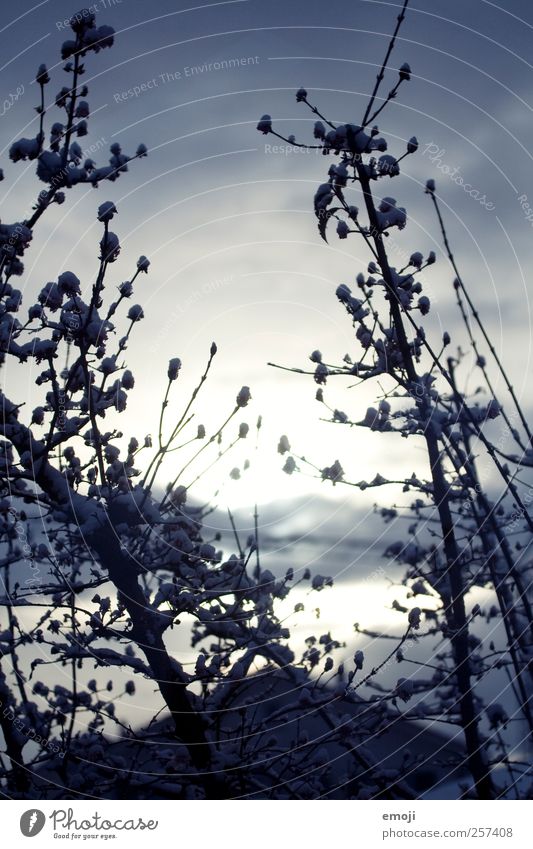 Kälte Umwelt Natur Winter Eis Frost Schnee kalt blau Ast Wintersonne Farbfoto Außenaufnahme Nahaufnahme Menschenleer Tag Sonnenlicht