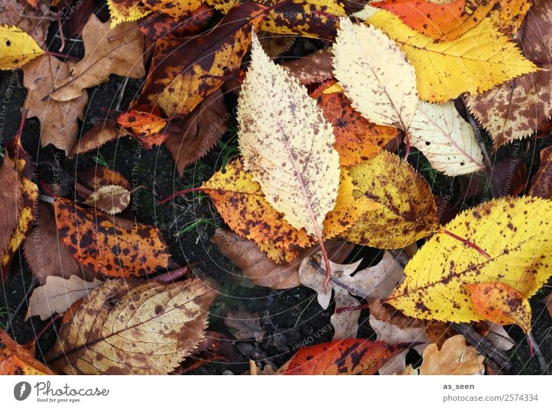 Herbstblätter harmonisch Umwelt Natur Pflanze Erde Klima Wetter schlechtes Wetter Regen Blatt Herbstlaub Garten Park alt fallen leuchten sportlich authentisch