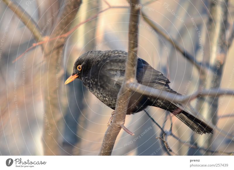 amsel Umwelt Natur Tier Wildtier Vogel 1 sitzen grau schwarz Zweig Winter Farbfoto Außenaufnahme Morgen Sonnenlicht Schwache Tiefenschärfe Zentralperspektive