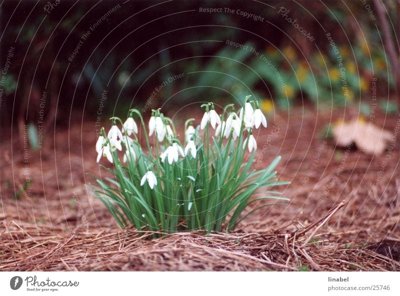 Zärtlichkeit in wieß Schneeglöckchen Blume Frühlingsblume zart weiß Ferne Unschärfe Tele