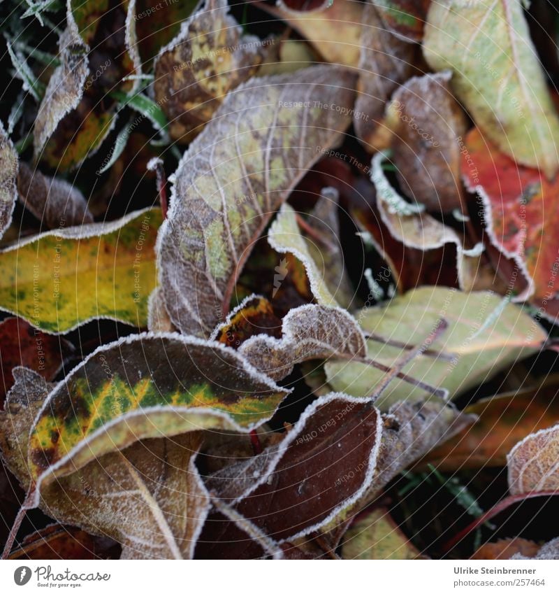 Naturkunst 5 Umwelt Pflanze Herbst Eis Frost Baum Blatt Grünpflanze fallen frieren glänzend leuchten liegen ästhetisch kalt natürlich mehrfarbig Vergänglichkeit