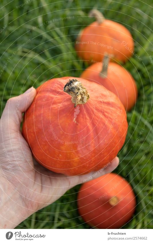 Frische Kürbisse Lebensmittel Gemüse Bioprodukte Gesundheit Gesunde Ernährung Landwirtschaft Forstwirtschaft Mann Erwachsene Hand Finger Garten Feld