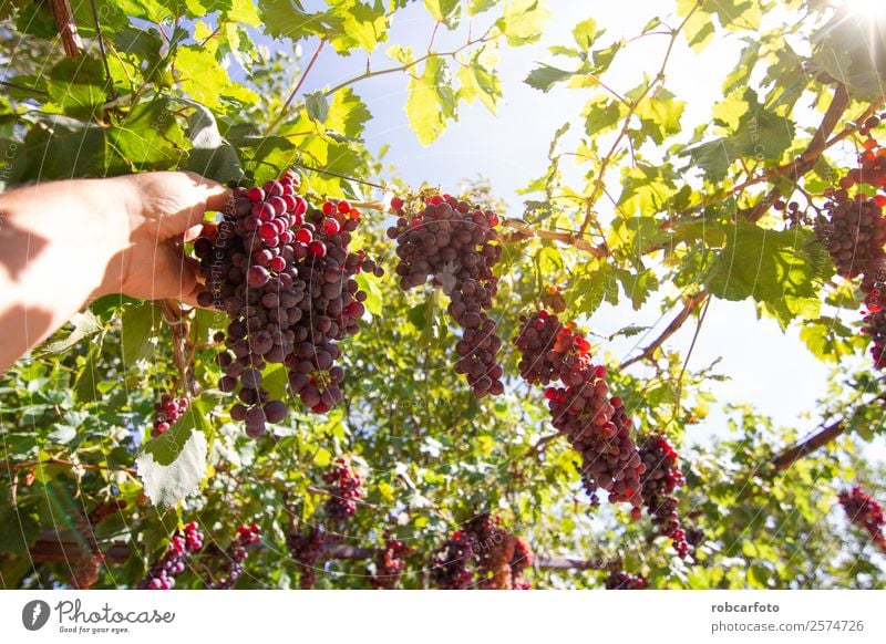 Trauben auf dem Feld Frucht Sommer Sonne Natur Landschaft Herbst Wachstum frisch grün rot schwarz Weinberg Ernte Weintrauben Weingut Napa Tal Hintergrund