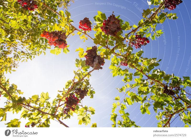 Trauben auf dem Feld Frucht Sommer Sonne Natur Landschaft Herbst Wachstum frisch grün rot schwarz Weinberg Ernte Weintrauben Weingut Napa Tal Hintergrund