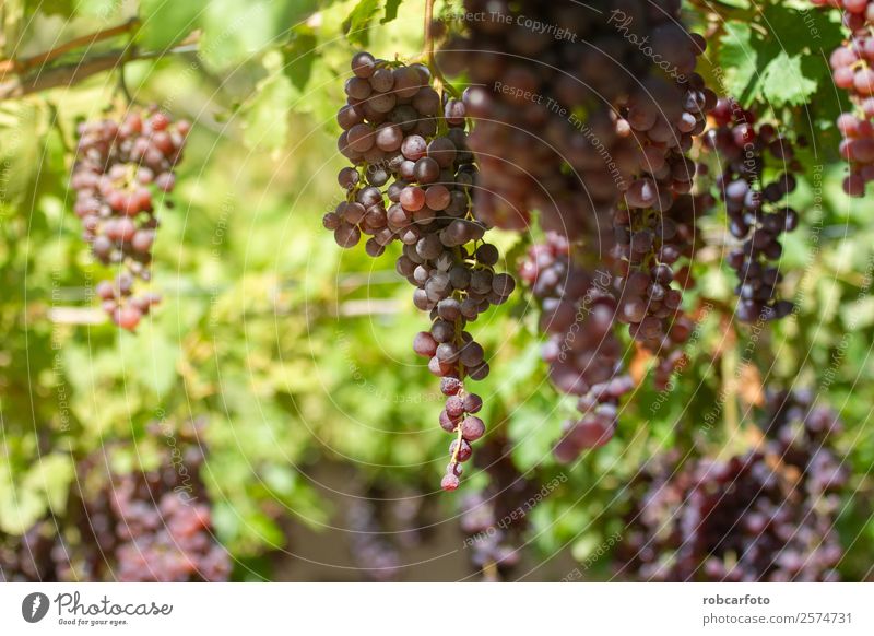 Trauben auf dem Feld Frucht Sommer Sonne Natur Landschaft Herbst Wachstum frisch grün rot schwarz Weinberg Ernte Weintrauben Weingut Napa Tal Hintergrund