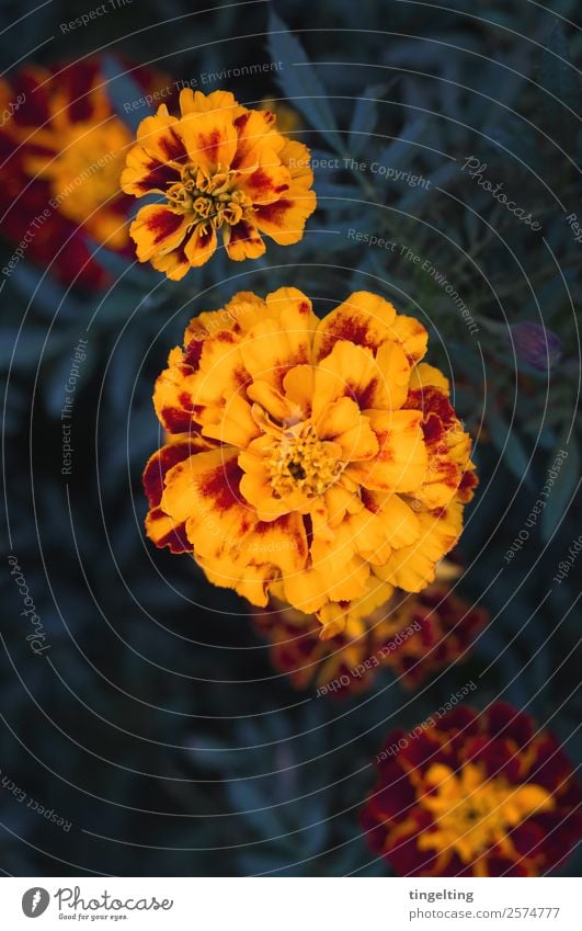 sie leuchten ruhig Natur Pflanze Blume Blatt Blüte Garten natürlich gelb grün rot Blütenblatt Zauberwald Vorgarten Vogelperspektive Farbfoto Gedeckte Farben