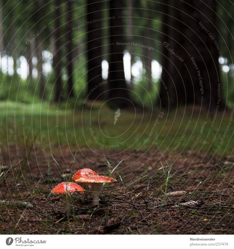 Glück auf dem Weg, den ihr geht Sinnesorgane ruhig Sommer Landwirtschaft Forstwirtschaft Pflanze Erde Wald dunkel braun grün rot trösten ästhetisch Pilz