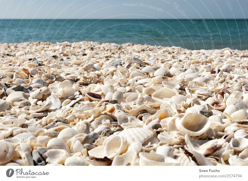 Muschelschalen auf dem Strand Ferien & Urlaub & Reisen Sommer Meer Natur Sand Wasser Küste maritim nass blau türkis weiß Gefühle Florida Amerika usa