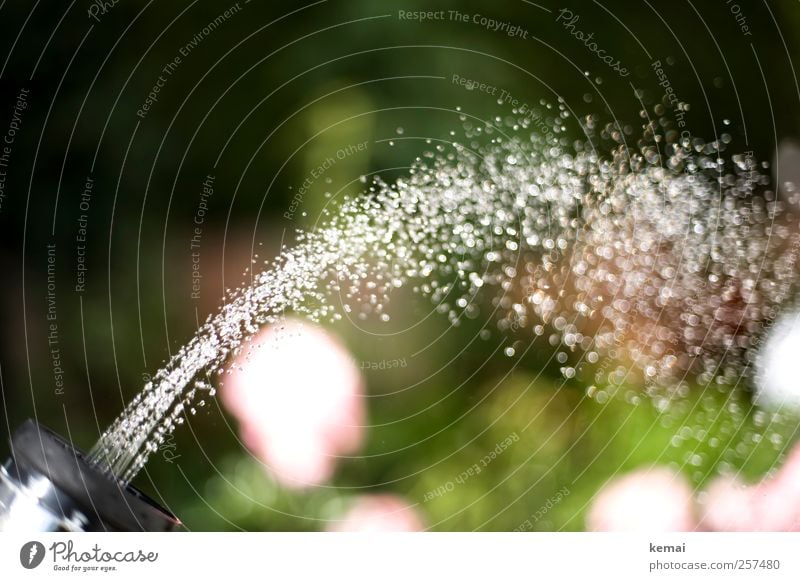 Auf ein Neues! Pflanze Wasser Wassertropfen Schönes Wetter Garten Feste & Feiern frisch kalt nass Freude spritzen Wasserstrahl Erfrischung Sekt gießen Farbfoto