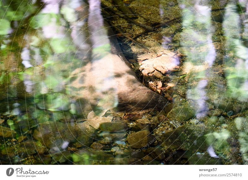 Licht und Schatten Natur Erde Wasser Sommer Herbst Schönes Wetter Bach Fluss nass braun grün bizarr Stimmung Wasseroberfläche Flußbett steinig Blatt Lichtspiel