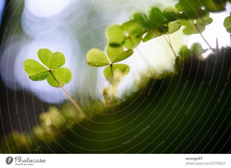 Kleeblätter im Gegenlicht Natur Pflanze Sommer Herbst Blatt Grünpflanze Wald Wachstum natürlich braun grau grün Kleeblatt Waldboden Waldlichtung Makroaufnahme